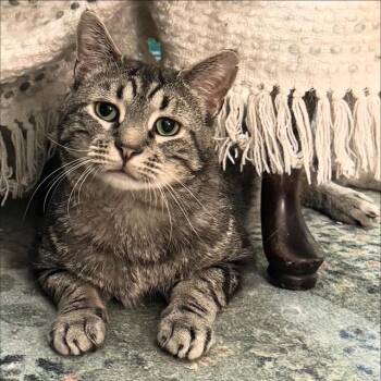 Rescue Tabby Cats for Adoption in New York, New York - Angelo | PetCurious