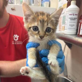 Yen -  Domestic Short Hair Cat for Adoption in Birmingham, Alabama - Yen | PetCurious