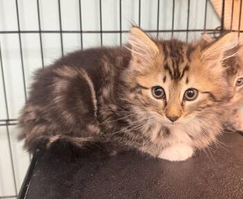 LadyBug -  Domestic Long Hair Cat for Adoption in Hudson, New York - LadyBug | PetCurious