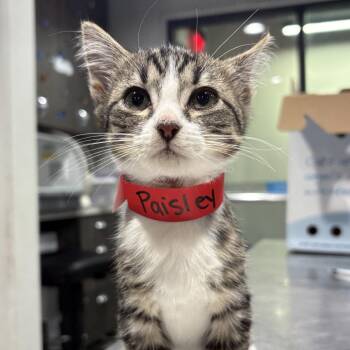 Paisley -  Domestic Short Hair Cat for Adoption in Tampa, Florida - Paisley | PetCurious