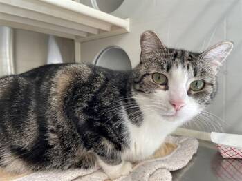 SADIE -  Domestic Short Hair Cat for Adoption in Tustin, California - SADIE | PetCurious