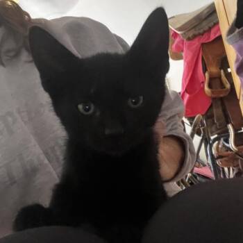 Jamie -  Domestic Short Hair Cat for Adoption in Bentonville, Arkansas - Jamie | PetCurious