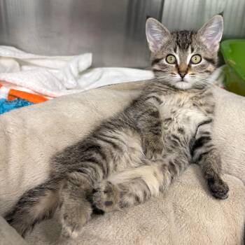 Litch -  Domestic Short Hair Cat for Adoption in Clavet, Saskatchewan - Litch | PetCurious
