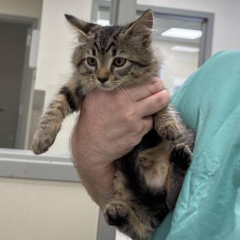 Babs -  Domestic Medium Hair and Domestic Short Hair Cat for Adoption in Galax, Virginia - Babs | PetCurious