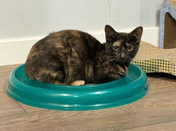 Dilute Tortoiseshell Cats Available for Adoption in Powell, Ohio - Samoa | PetCurious