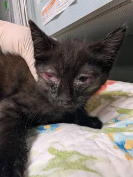 PUCK -  Domestic Short Hair Cat for Adoption in Jacksonville, Florida - PUCK | PetCurious