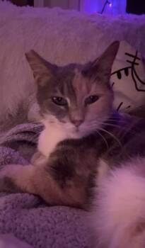 Rescue Dilute Calico Cats for Adoption in Marion, North Carolina - Harley Quinn (Community Assist) | PetCurious