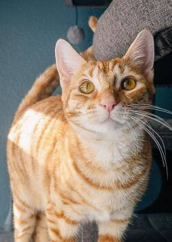 Lucinda -  Domestic Short Hair Cat for Adoption in San Jose, California - Lucinda | PetCurious