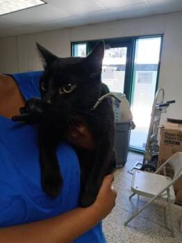 Domestic Short Hair Cats Available for Adoption in San Bernardino, California - CELINE | PetCurious