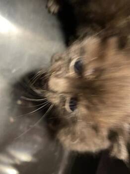 Domestic Short Hair Cats Available for Adoption in Palmetto, Florida - EMBER | PetCurious