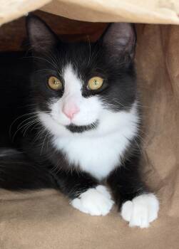 Sprinkles -  Domestic Medium Hair Cat for Adoption in Hull, Massachusetts - Sprinkles | PetCurious