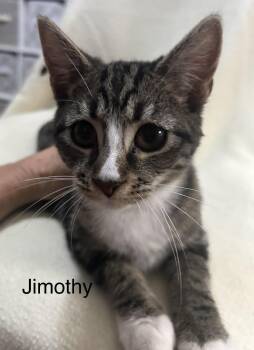 Jimothy -  Domestic Short Hair Cat for Adoption in Herculaneum, Missouri - Jimothy | PetCurious