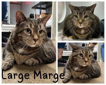 Large Marge -  Domestic Short Hair Cat for Adoption in Pierceton, Indiana - Large Marge | PetCurious