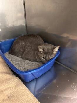 Lorelai -  Domestic Short Hair Cat for Adoption in Fishers, Indiana - Lorelai | PetCurious