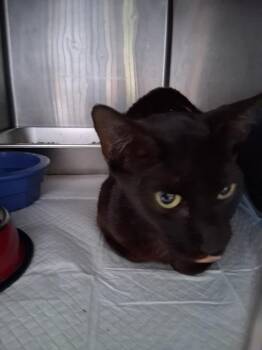 Goku -  Domestic Short Hair Cat for Adoption in Brownwood, Texas - Goku | PetCurious