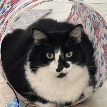 Domestic Medium Hair Cats Available for Adoption - Fluffy  | PetCurious