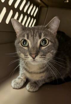 Domestic Short Hair Cats Available for Adoption - Echo | PetCurious