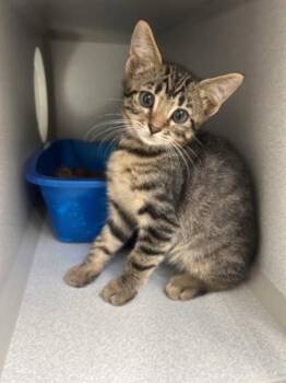-Tinder -  Tabby and Domestic Short Hair Cat for Adoption in Red Bluff, California - -Tinder | PetCurious