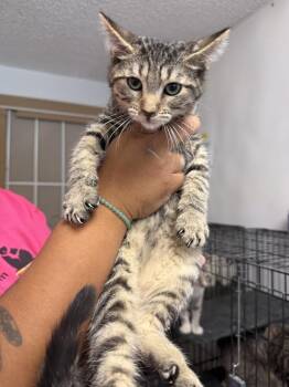 Kevin -  Domestic Short Hair Cat for Adoption in Ontario, California - Kevin | PetCurious