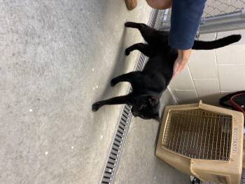 Rescue Domestic Short Hair Cats for Adoption in Kent, Connecticut - Cole | PetCurious