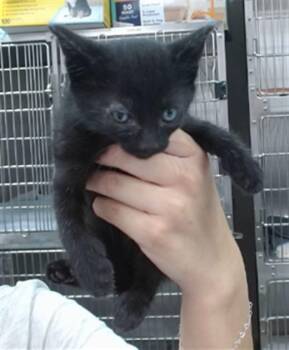 LEVI -  Domestic Medium Hair Cat for Adoption in Salinas, California - LEVI | PetCurious