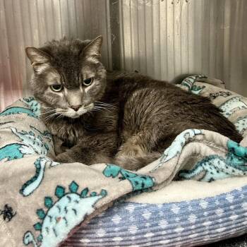 Flash Slothmore -  Domestic Short Hair Cat for Adoption in Kanab, Utah - Flash Slothmore | PetCurious