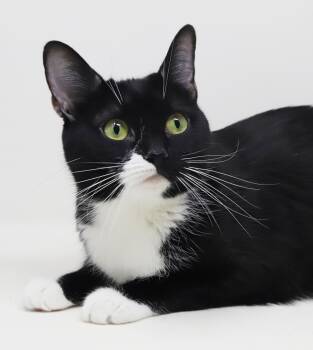 Waffles is simply wonderful A doll baby in cat form - VIDEOS -  British Shorthair and Tuxedo Cat for Adoption in Bedford Hills, New York - Waffles Is Simply Wonderful A Doll Baby In Cat Form - VIDEOS | PetCurious