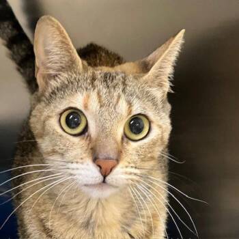 Lime -  Domestic Short Hair Cat for Adoption in Burlingame, California - Lime | PetCurious