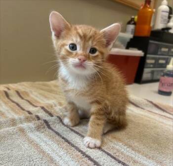 Orangey -  Domestic Short Hair Cat for Adoption in Fishers, Indiana - Orangey | PetCurious