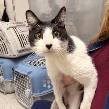 Domestic Short Hair Cats Available for Adoption - Shady | PetCurious