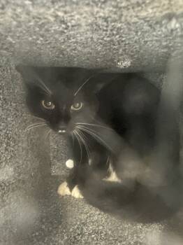 Rescue Domestic Short Hair Cats for Adoption in New York, New York - Nocturne | PetCurious