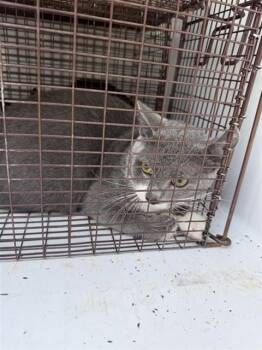 A659226 -  Domestic Short Hair Cat for Adoption in Houston, Texas - A659226 | PetCurious