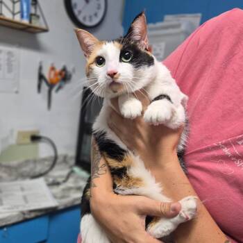 Haylie -  Domestic Short Hair Cat for Adoption in Wahiawa, Hawaii - Haylie | PetCurious