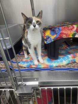 Bonnie -  Domestic Short Hair Cat for Adoption in Medford, Wisconsin - Bonnie | PetCurious