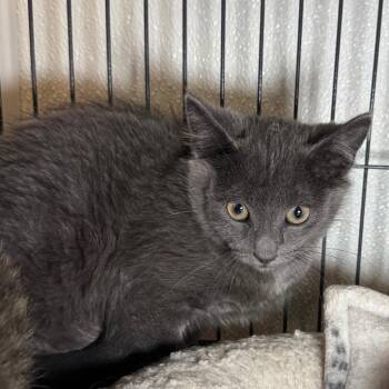 Cosmo -  Domestic Short Hair Cat for Adoption in Saginaw, Michigan - Cosmo | PetCurious