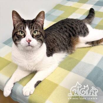 Domestic Short Hair Cats Available for Adoption in Irvine, California - CODY | PetCurious