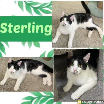 Rescue Domestic Short Hair Cats for Adoption in Clearfield, Pennsylvania - Sterling | PetCurious