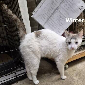 Domestic Short Hair Cats Available for Adoption in Kendallville, Indiana - Winter | PetCurious