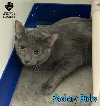 Domestic Short Hair Cats Available for Adoption in Heath, Ohio - Zachary Binks | PetCurious