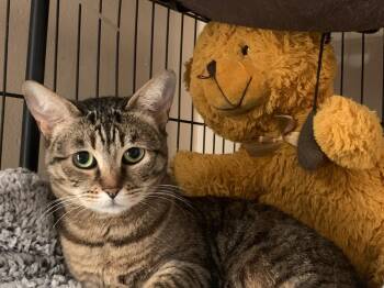 Sammy -  Domestic Short Hair Cat for Adoption in New York, New York - Sammy | PetCurious