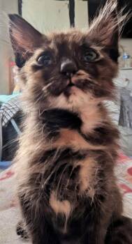 Reign -  Domestic Medium Hair Cat for Adoption in Corpus Christi, Texas - Reign | PetCurious