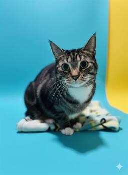 Domestic Short Hair Cats Available for Adoption - STINGRAY | PetCurious