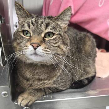 Domestic Short Hair Cats Available for Adoption in Fort Wayne, Indiana - Valdez | PetCurious