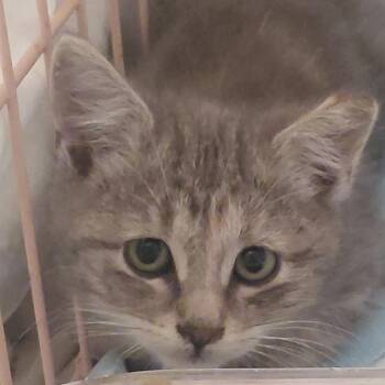 Finch -  Domestic Short Hair Cat for Adoption in Grantsville, Utah - Finch | PetCurious