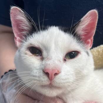 Rescue Domestic Short Hair Cats for Adoption in Trenton, New Jersey - Petey | PetCurious