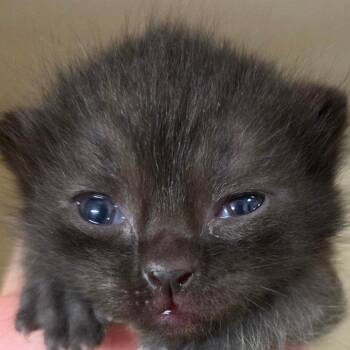 Edwin -  Domestic Short Hair Cat for Adoption in Zanesville, Ohio - Edwin | PetCurious