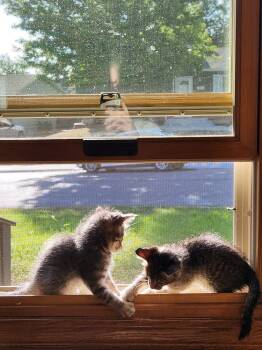 KIT -  Domestic Short Hair Cat for Adoption in Broomfield, Colorado - KIT | PetCurious
