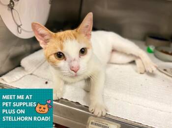 Domestic Short Hair Cats Available for Adoption in Fort Wayne, Indiana - SANDY | PetCurious