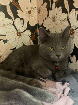 Sabrina -  Domestic Short Hair Cat for Adoption in Champaign, Illinois - Sabrina | PetCurious