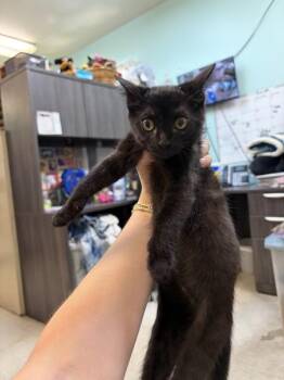 Ramona -  Domestic Short Hair Cat for Adoption in Mobile, Alabama - Ramona | PetCurious